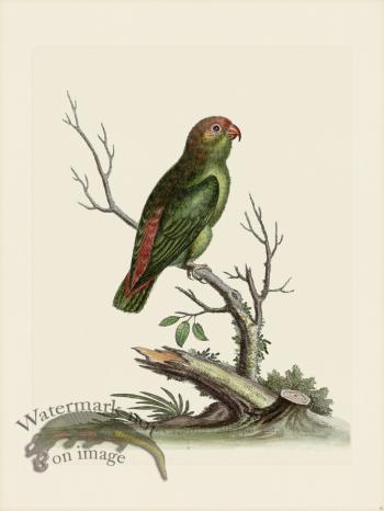 Edwards 006 Indian paroquet